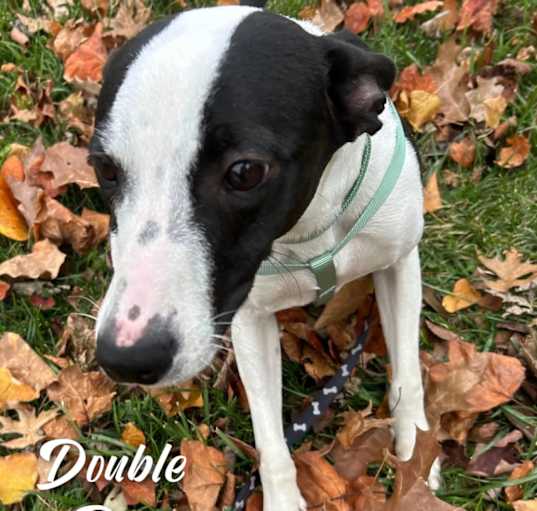 Photo of Double Dip