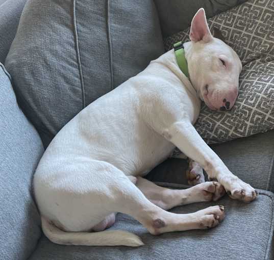 Photo of Rocky