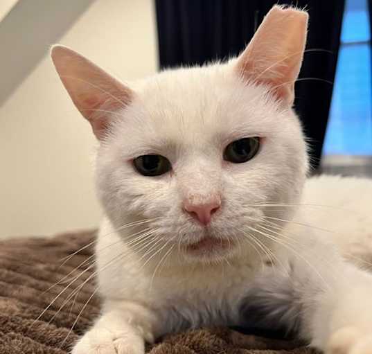 Photo of Snowball