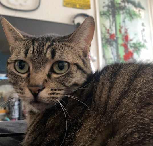 Photo of Lily