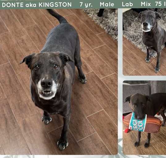 Photo of DONTE aka KINGSTON