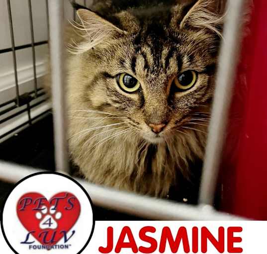 Photo of Jasmine Bethpage