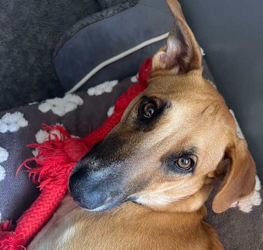 Photo of Rhubarb