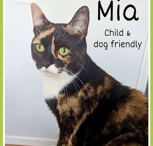 Photo of Mia (FCID# 08/26/2024 - 24 Trainer) KD