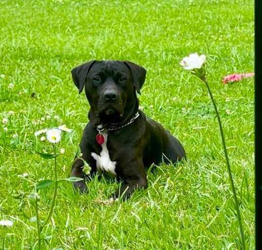 Photo of Buckley