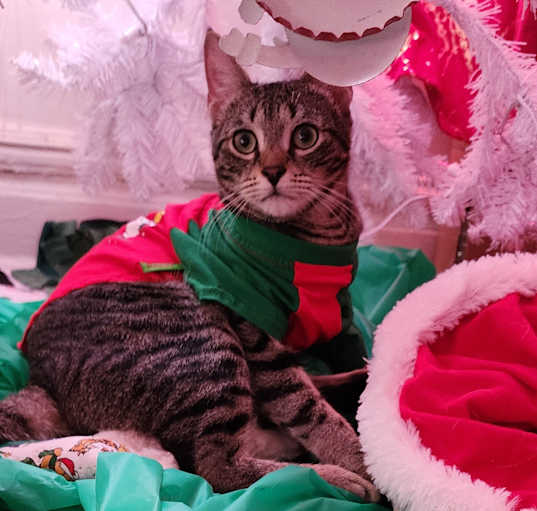 Photo of Baron