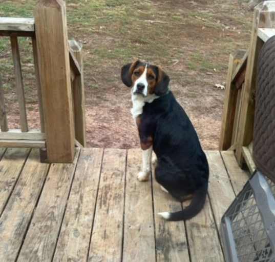 Photo of Sadie