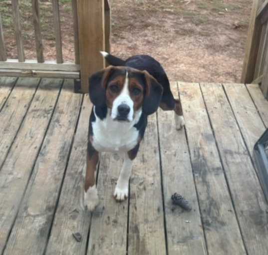Photo of Sadie