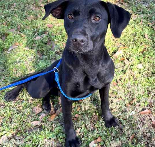 Photo of Ember