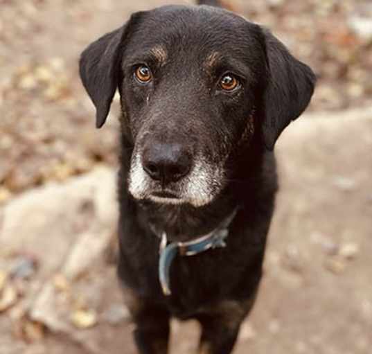 Photo of Piper