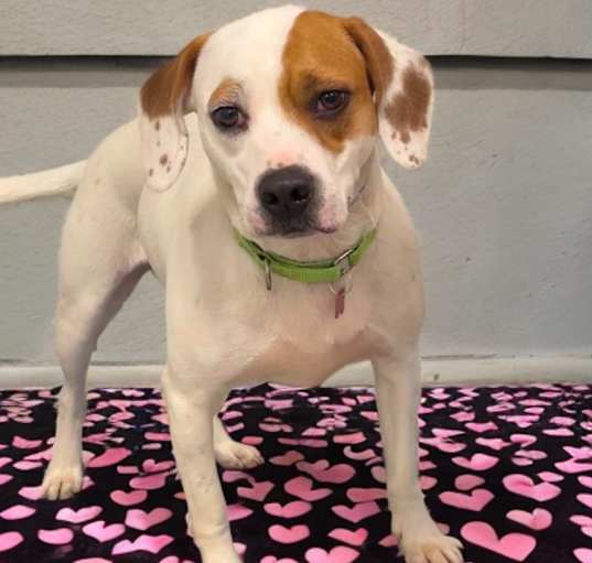 Photo of Sampson