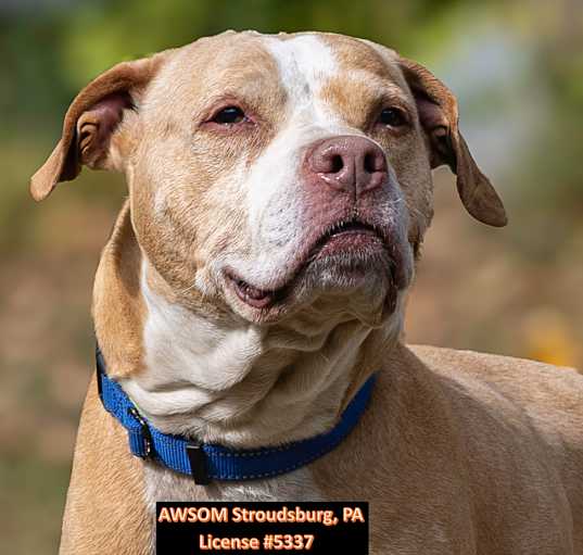 Photo of Buddy