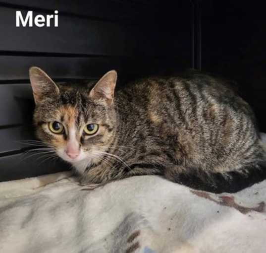 Photo of Meri