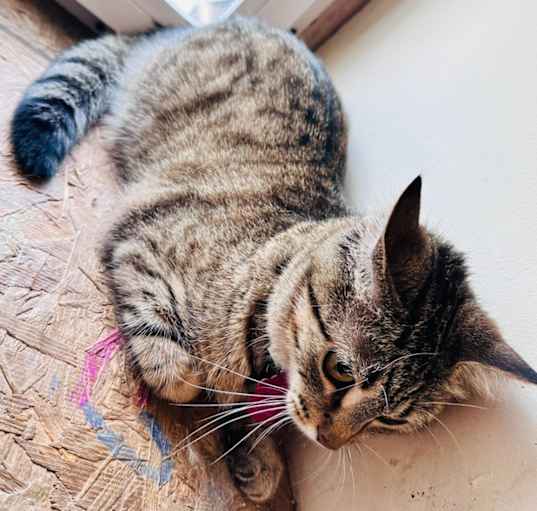 Photo of Triki