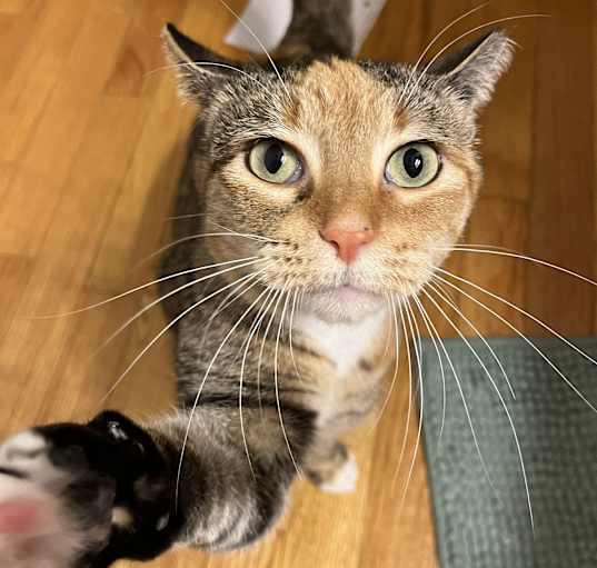 Photo of Kit Kat Lap Cat