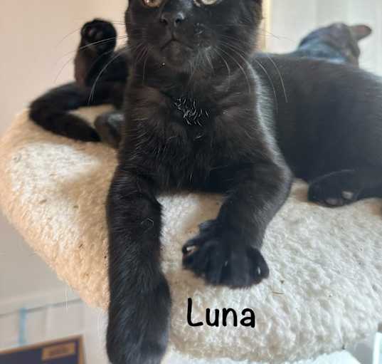 Photo of Luna Cozy