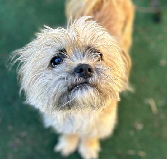 Photo of Toby the Terrible