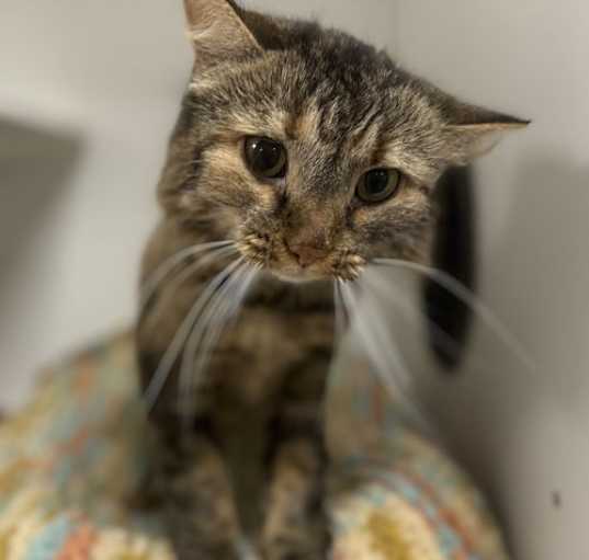 Photo of Poppy NC