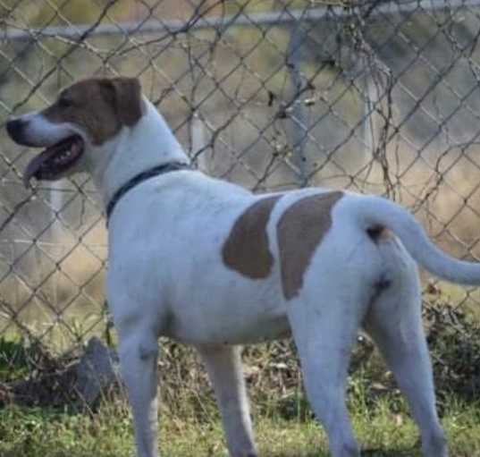 Photo of Junebug