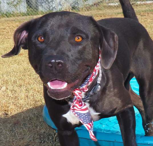 Photo of Buddy