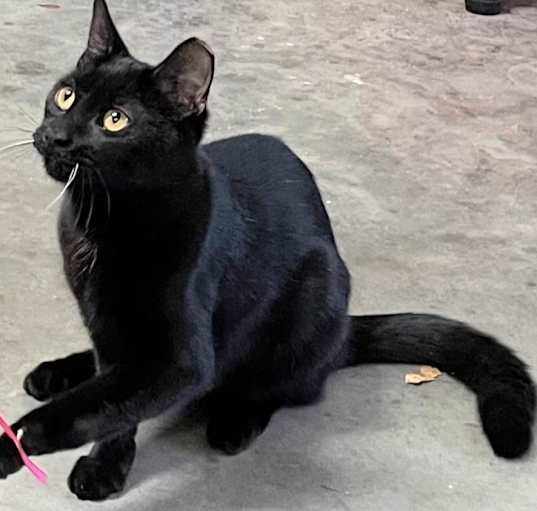 Photo of Cleo