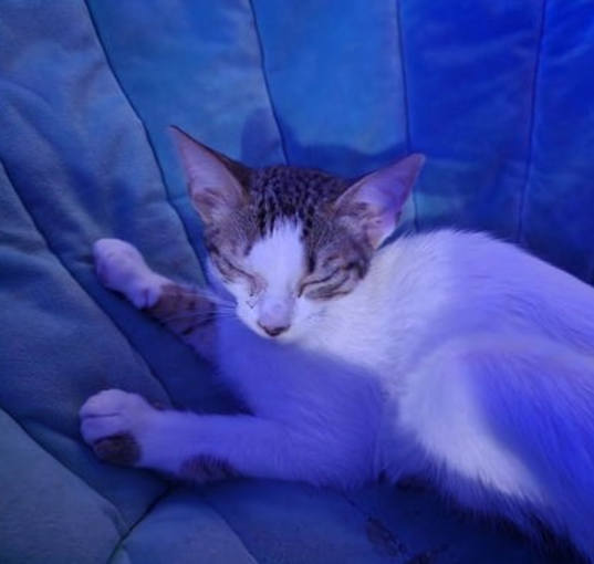 Photo of Thor