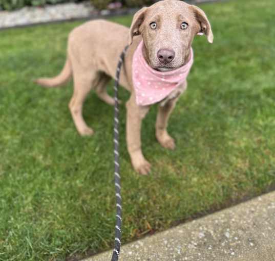 Photo of Lilac
