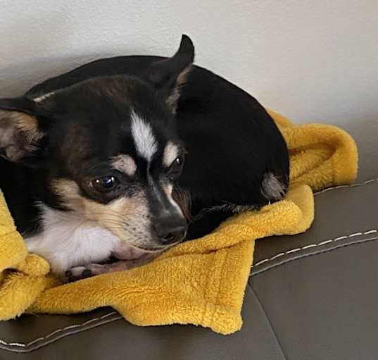 Photo of Zeus *