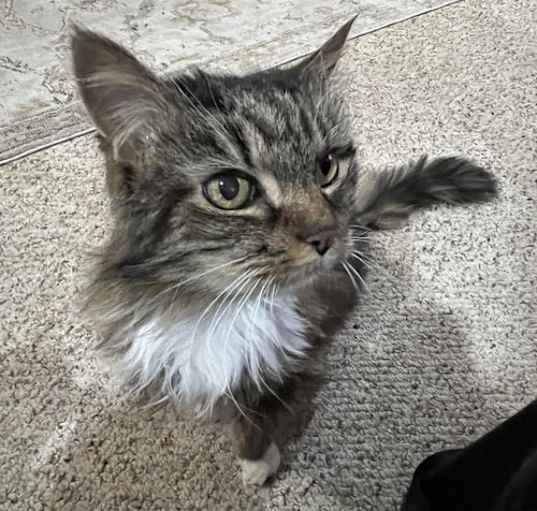 Photo of Alice Ali-Cat