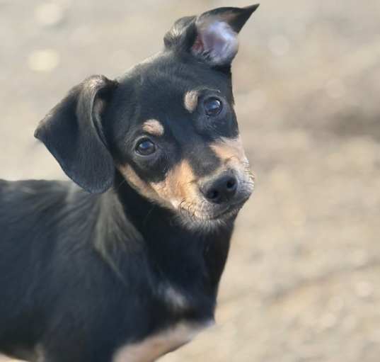 Photo of C black and tan larger pup