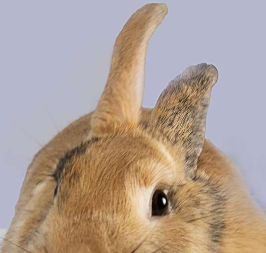 Photo of Gina (Bonded to Harvey)