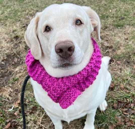 Photo of Trixie
