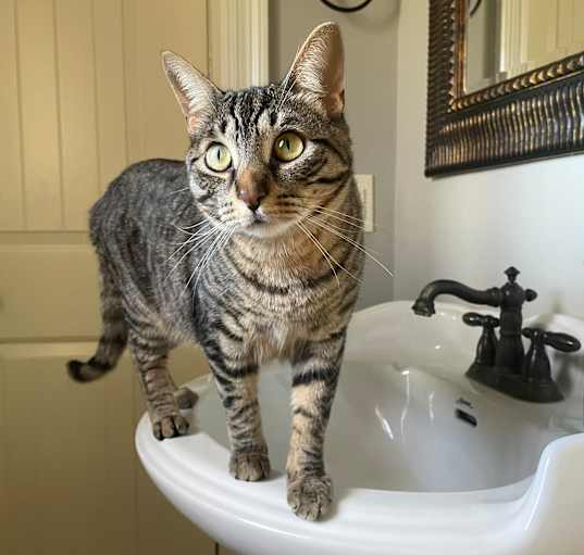 Photo of Kit