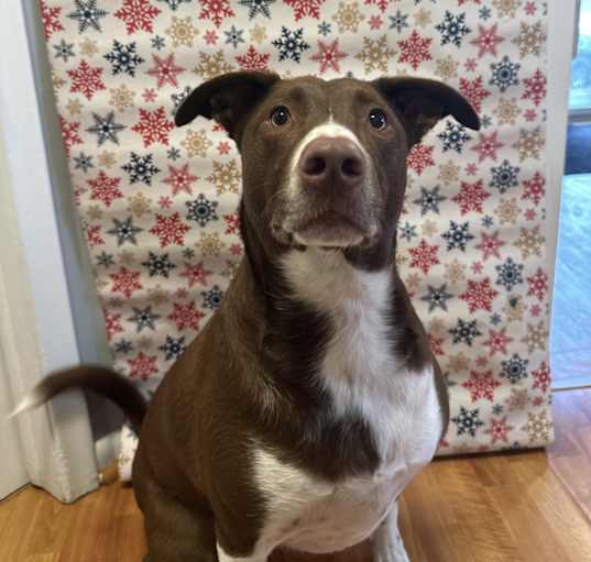 Photo of Cooper