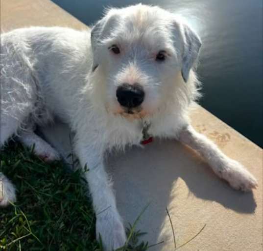 Photo of Spot