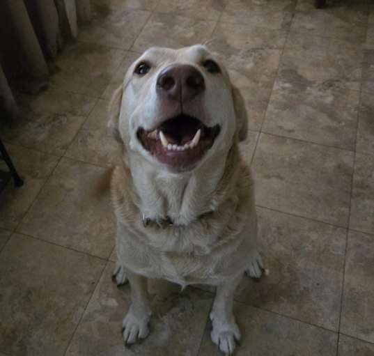 Photo of Echo