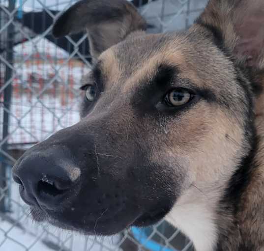 Photo of Beau (Courtesy Post)