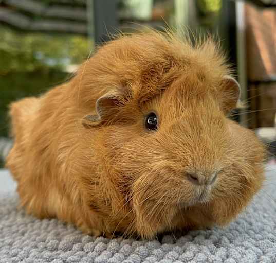 Photo of Finley