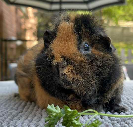 Photo of Mabel