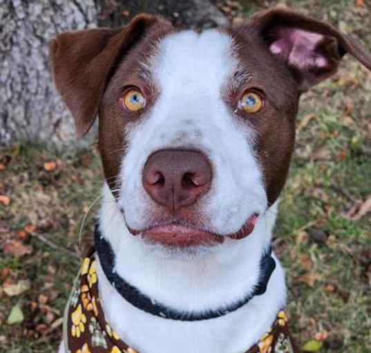 Photo of Boomer