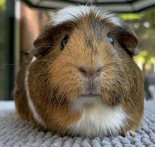 Photo of Claudia Mae
