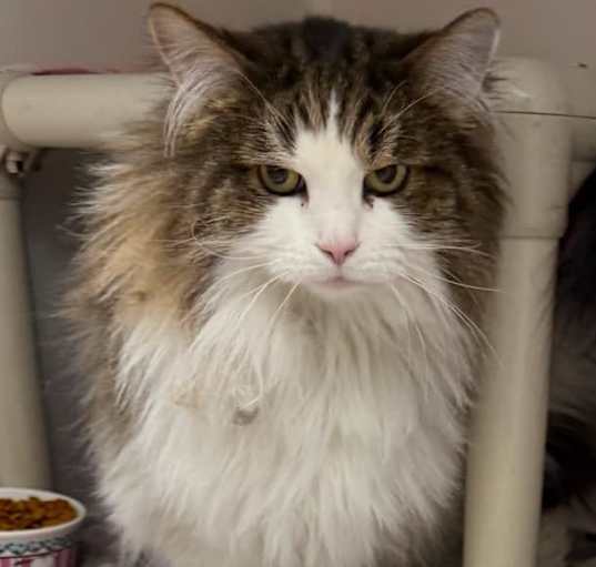 Photo of KITTY KITTY