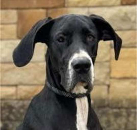 Photo of Harley