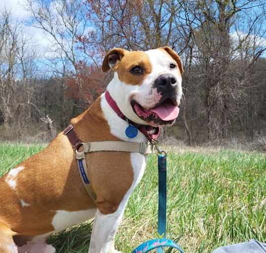 Photo of Chester