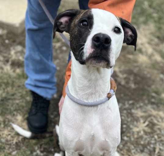 Photo of Trooper