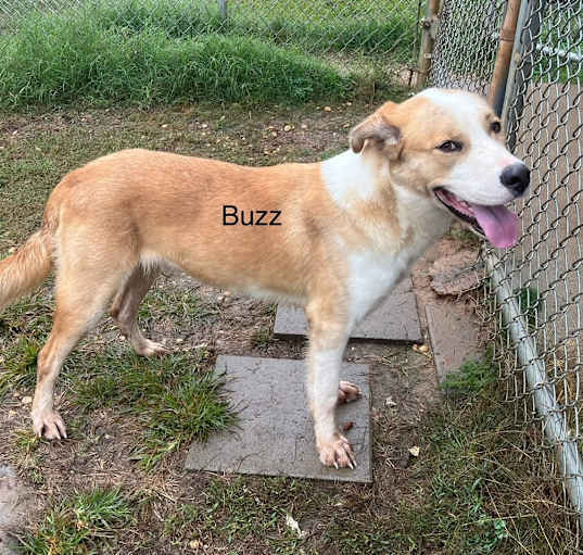 Photo of Buzz