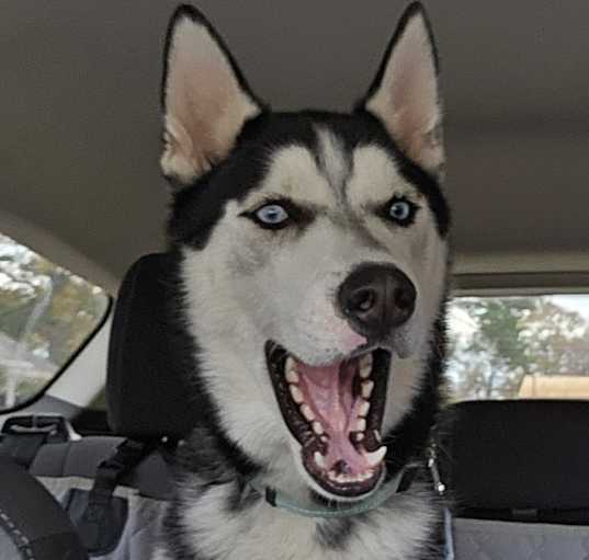 Photo of Koda H.