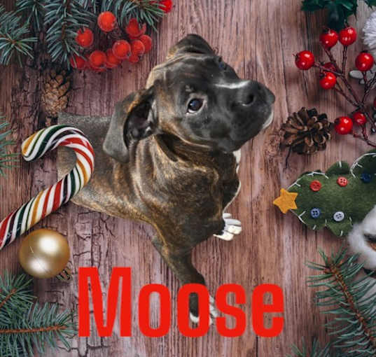 Photo of Moose