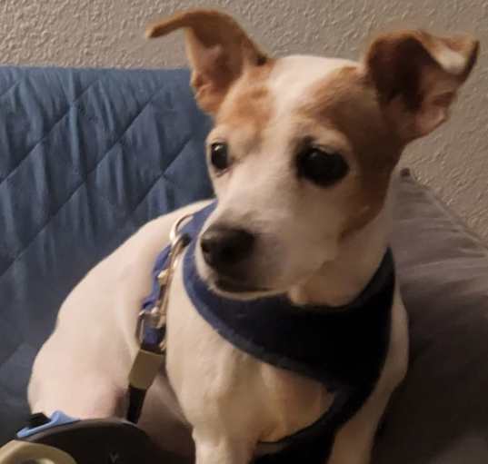 Photo of Gracie in San Antonio