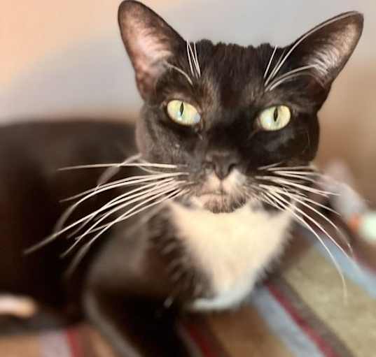 Photo of Lola